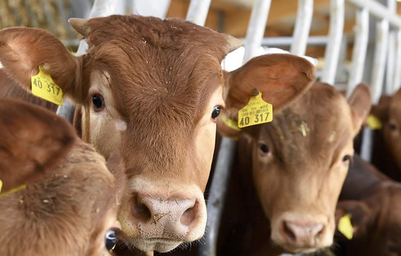 Fleischerei Kruel in Detmold - Rind